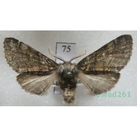 Gluphisia crenata (Esper, 1785) male Czech75